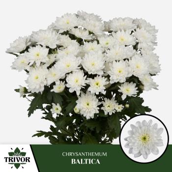 Vollsortiment - Chrysantheme große verzweigte, gefüllt weiß